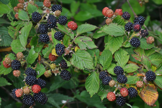 776946 (a): :2500x1660